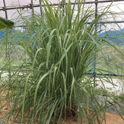 ふるさと納税 丹波篠山市 レモングラススプレーセット |  | 01