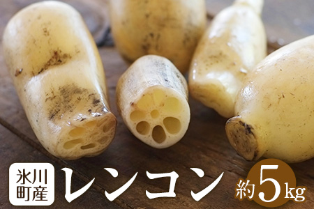 レンコン 約5kg 熊本県氷川町産 道の駅竜北《11月下旬-3月末頃出荷》 蓮根 根菜 きんぴら 熊本県氷川町---sh_cmitiren_cf113_r7_16500_5kg---