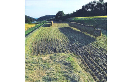 [0640]【令和6年度収穫分】増田ファームのお米　こしひかり5kg　はぜかけ　※沖縄県への配送不可 　※2024年11月上旬頃から順次発送予定　長野県飯綱町