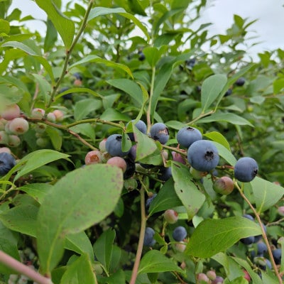 【母の日】果実たっぷり手づくりジャムセットC　A3-30M