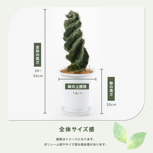 【観葉植物】トルネード 螺旋 サボテン 30cm～50cm Green Farm M IB075-003 観葉植物 ※北海道・沖縄・離島配送不可
