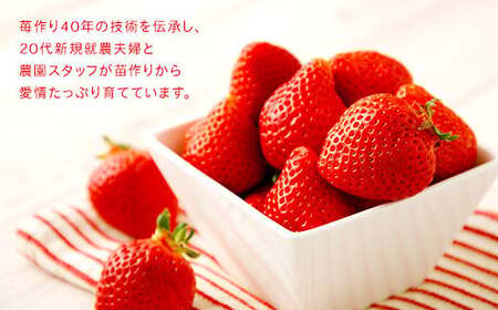 【アフター保証】贈答用 あまおう 約400g【2026年2月上旬～2026年4月上旬発送予定】 いちご イチゴ 苺 化粧箱入り