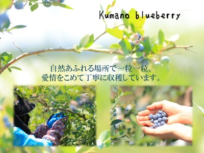 くまのブルーベリー(冷凍) 熊野精工 熊野 果物 フルーツ デザート おやつ スムージー