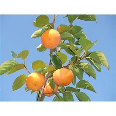 【先行予約:2026年配送】太陽の光をたっぷり浴びた松岡農園の富有柿(3L　12個)_果物・フルーツ 柿（カキ）  かき_【1090792】