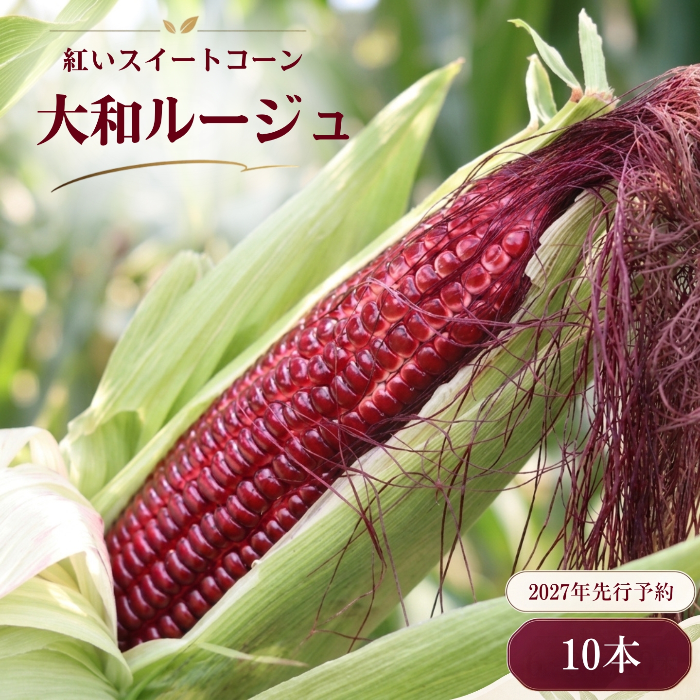 【2027年先行予約】山梨県都留市産 紅いスイートコーン 大和ルージュ (10本) ｜希少な赤いとうもろこし 甘い スイートコーン トウモロコシ 産地直送 送料無料【浅田農園】