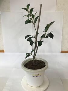 福の山・榊（サカキ):苗木(1ポット)：50cm