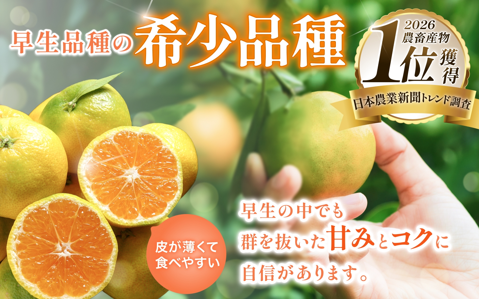 【2026年秋頃発送予約分】＼農家直送／甘くて濃厚！希少品種 ご家庭用 ゆら早生みかん 約5kg サイズ混合 ※2026年10月上旬より順次発送予定（お届け日指定不可）【nuk109E】
