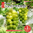 【ふるさと納税】【秀品】シャインマスカット 約1kg（2房）皮ごと食べられる種無しぶどう 産地直送《株式会社フルプロ》 ■2024年発送■※9月中旬頃～11月中旬頃まで順次発送予定 フルーツ 果物 ぶどう ブドウ 葡萄 シャインマスカット