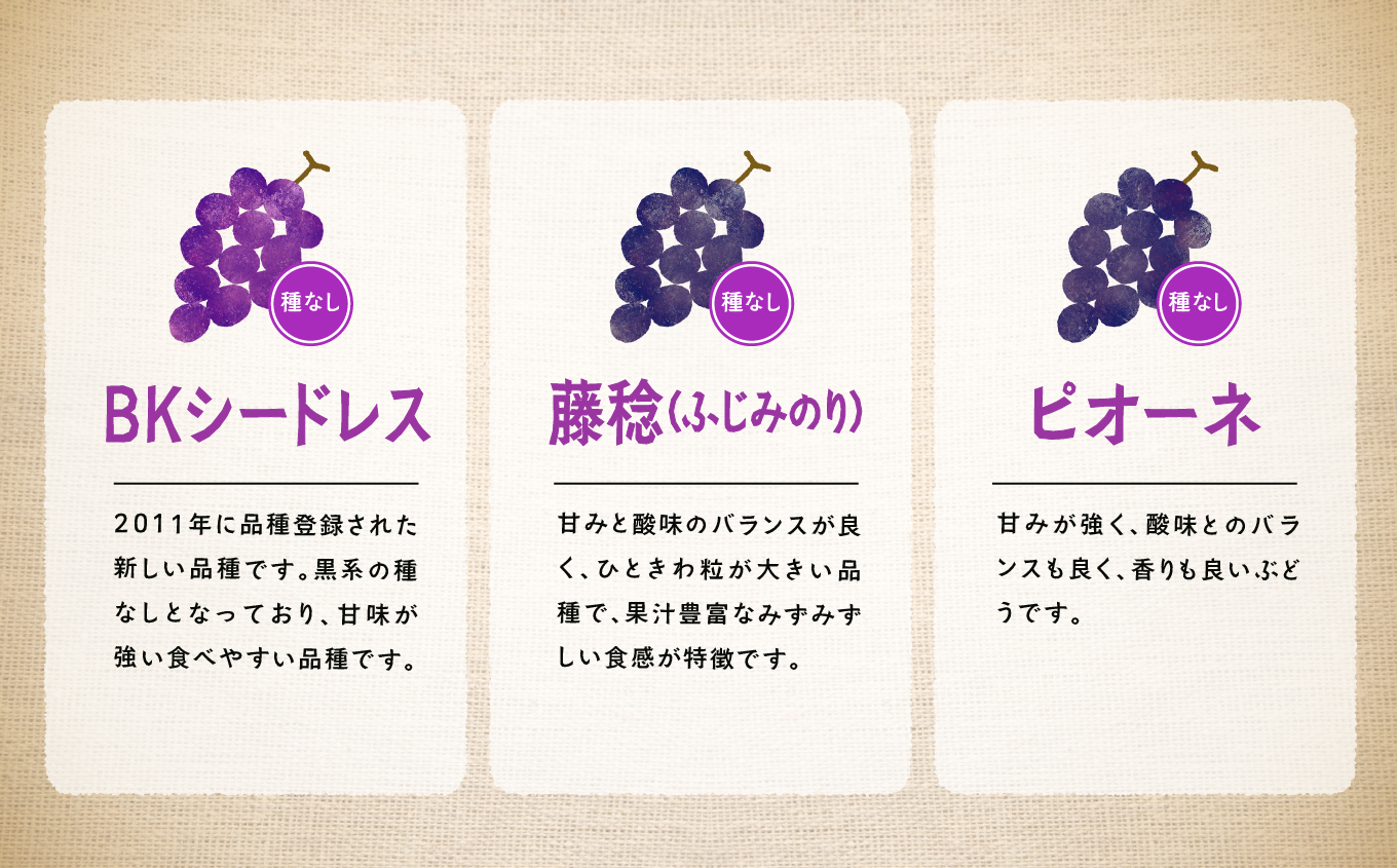 《2025年9月初旬以降発送》羽山のぶどうおまかせ 2房（1.4kg）【羽山果樹組合】