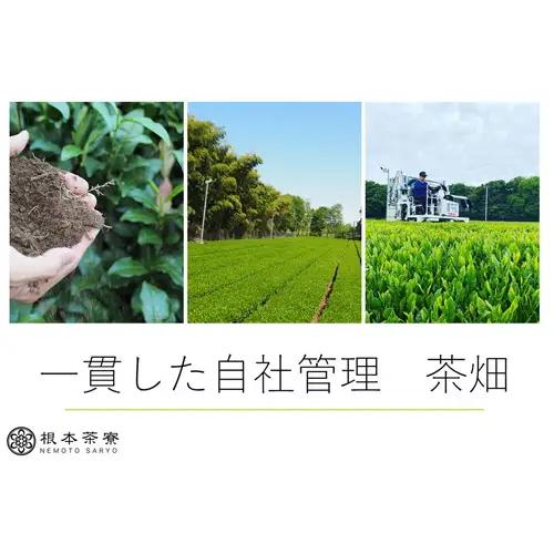 毎日たくさん飲むお茶 深蒸し茶2.5kg No.109