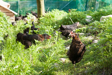 軍鶏シャポン (去勢鶏) の1羽分焼き鳥セット【約70本】 1R09101