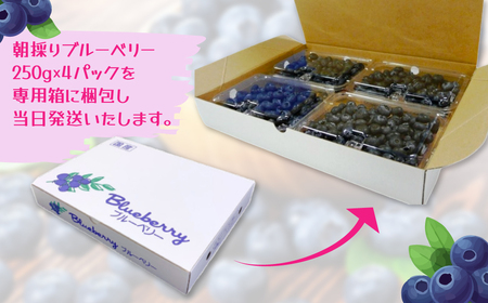 【千葉県香取市産】無農薬 生ブルーベリー1kg 夏季限定 KTRCQ001