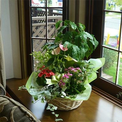 ふるさと納税 朝倉市 季節のフラワーバスケット(Lサイズ) |  | 01