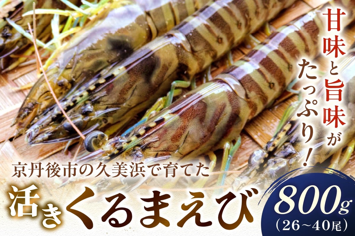 
            【11月～発送】旬の味覚！丹後の活きくるまえび 800g（26～40尾）　正規品 国産 車海老 車エビ クルマエビ 魚介類 甲殻類 海の幸 エビチリ エビフライ 焼きえび 焼きエビ 焼き海老 贈り物 お祝い いきたまま 活きたまま 活車えび 活車海老 BBQ 刺身 旬 生　MN00062
          
