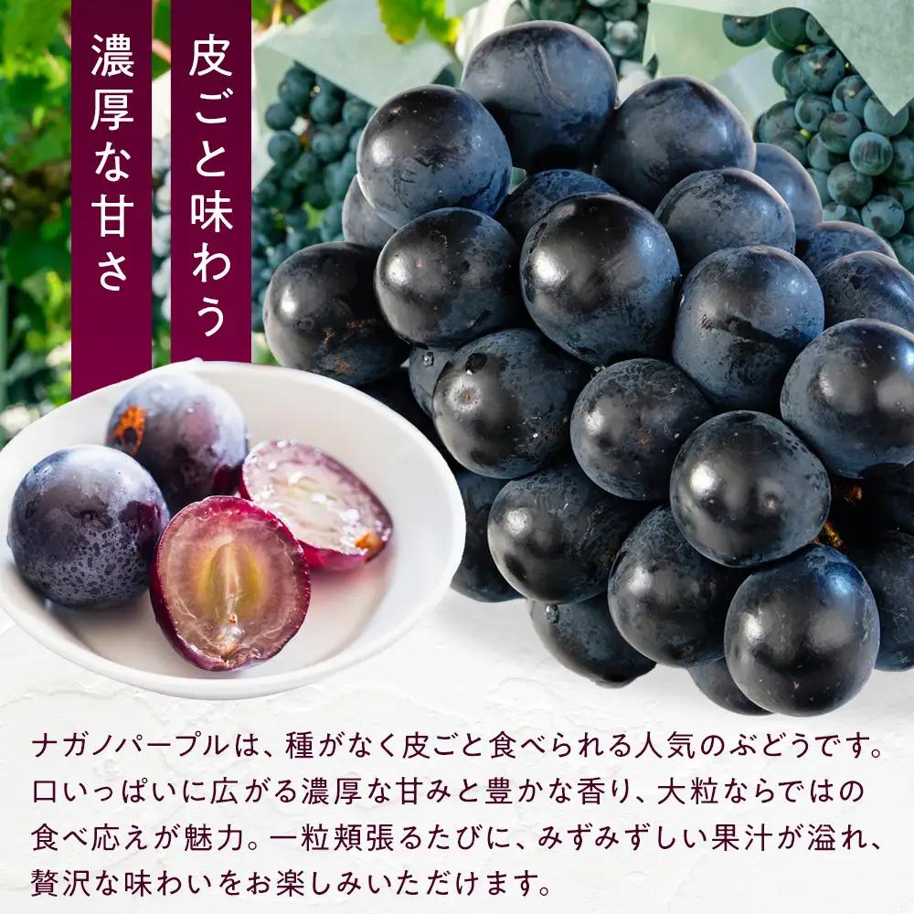 ナガノパープル約1kg 以上【2026年9月以降発送予定】(さらしな青果) | ぶどう ぶどう 種なし