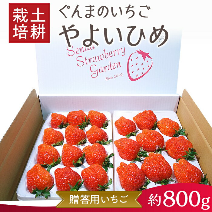【ふるさと納税】いちご ぐんまのやよいひめ（いちご贈答用）約800g ｜糖度 高い 完熟 こども うれしい リピーター 朝摘み 酸味 甘さ バランス ジューシー 上品 土耕栽培 群馬県 玉村町