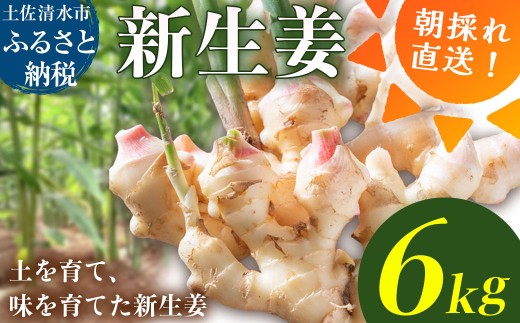 新生姜 6kg（3kg×2箱）水洗いのみ 生姜 生姜湯 ジンジャー しょうが ショウガ 6キロ 野菜 旬 季節限定 佃煮 甘酢漬け ジンジャーエール サラダ 新鮮 温まる 温活 冷え対策 国産 高知県 土佐清水市 送料無料【R01775】