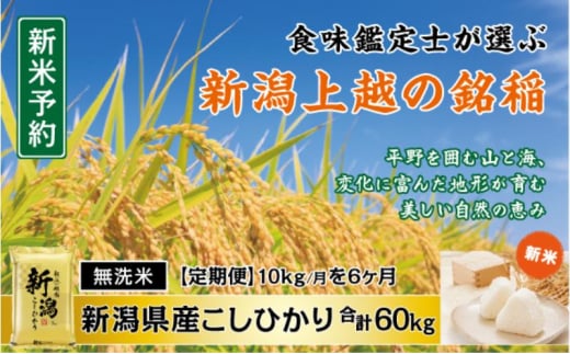 令和7年産 先行予約 食味鑑定士厳選 新潟県産こしひかり 無洗米 10kg 6か月定期便 上越市 米 コメ コシヒカリ