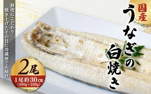 「国産うなぎの白焼き」 2尾セット【凍らさず美味しさそのまま！〆たて・焼きたてを冷”蔵”で発送】地元飲食店に愛される、美味さにこだわった「国産うなぎの白焼き」 特上 うなぎ 蒲焼 ウナギ 鰻蒲焼き うなぎ蒲焼き 白焼き 2尾 人気 国産 浜名湖 うなぎ 関西 鰻蒲焼 養殖 冷蔵 ギフト ご褒美 人気 京都　京都府 福知山市 FCF013