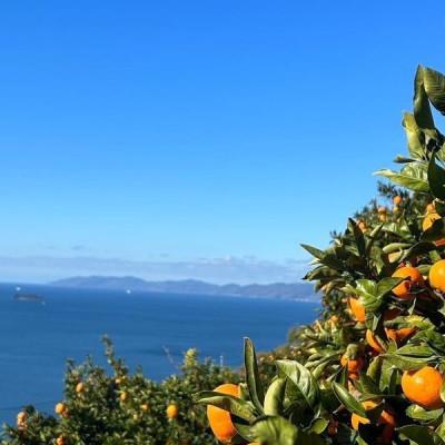 ふるさと納税 八幡浜市 【発送月固定定期便】【訳あり】甘平 せとか みかん【H83-51】全3回 |  | 02