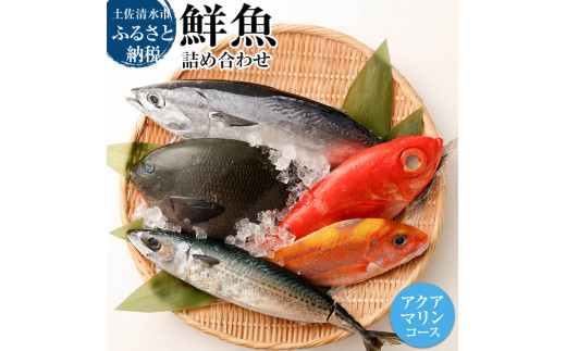 おまかせ！季節の鮮魚 お楽しみセット（アクアマリンコース）天然魚 食べ比べ 魚介類 海鮮料理 お楽しみ セット 詰め合わせ 鮮魚 魚 刺し身 煮付け 15000円  土佐清水市 高知【R01094】