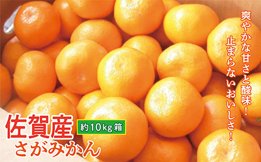 
                  爽やかな酸味 甘さ ジューシー 果汁たっぷり さがみかん 佐賀 産 柑橘 みかん 濃厚 約 10kg 箱 | 佐賀県 産 薄皮 佐賀みかん 柑橘 かんきつ １０ｋｇ フルーツ 果物 ギフト 贈答用 家庭用 _b-388
                