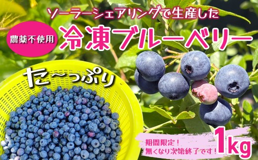 【千葉県香取市産】冷凍ブルーベリー　ソーラーシェアリング生産　農薬不使用　SDGs KTRCQ002