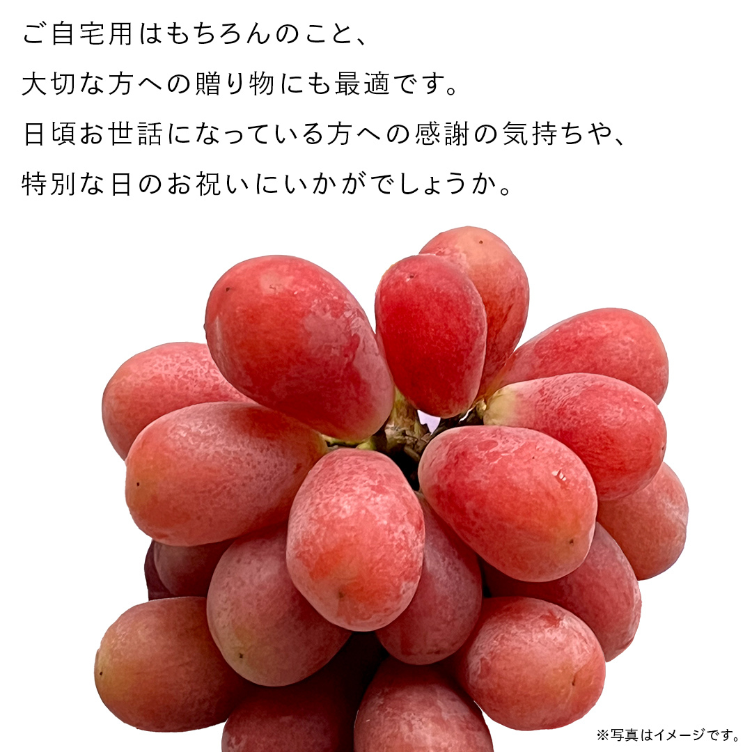 我が道 5kg （8～12房）【2026年9月より発送開始】（茨城県共通返礼品 [ぶどう]：結城市産） 葡萄 赤ぶどう 旬 お取り寄せ フルーツ 希少品種 新品種 デザート [FC03-NT]_イメー
