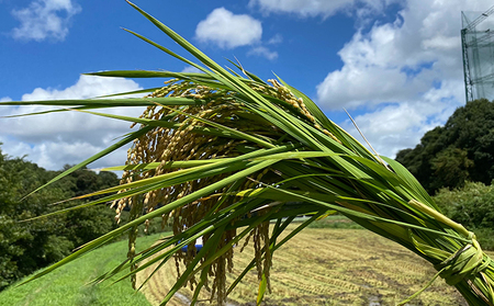 【6ヶ月連続定期便】千葉産 令和7年  ミルキークィーン 乾式無洗米 10kg（5kg×2）【定期便・ お米 ご飯 白米 精米 令和7年 注文後精米 モチモチ 粘り お弁当 おにぎり 冷めてもおいしい