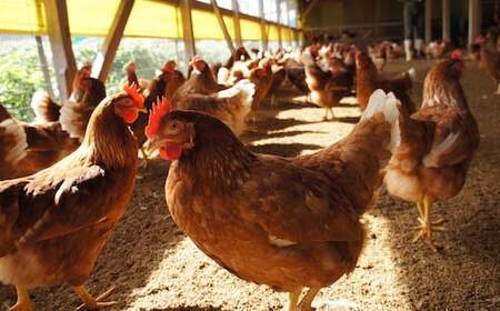 Y988 【3か月定期便】平飼い天美卵30個〈大江ノ郷自然牧場より直送〉