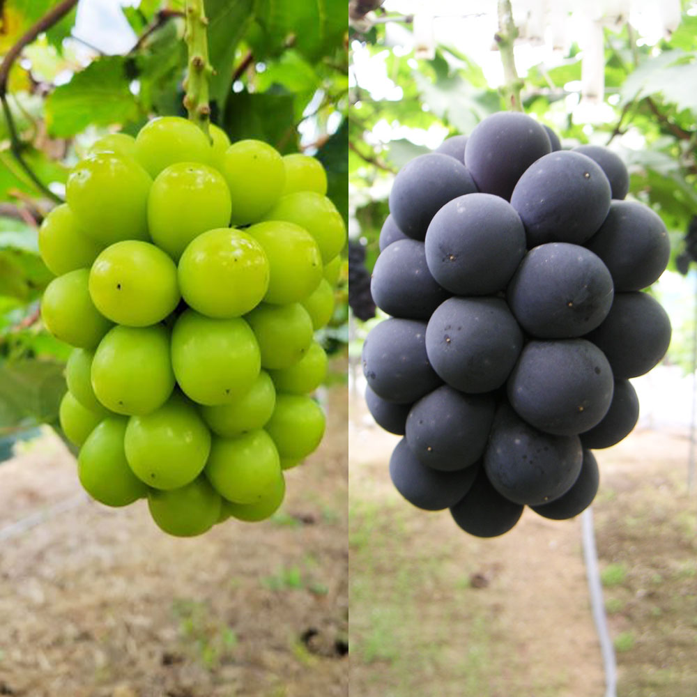 【ふるさと納税】＜選べる容量＞葡萄 詰合せ シャインマスカット 晴王 1房580g以上 ニューピオーネ 1房580g以上 計2房～3房 ハウス栽培 ぶどう マスカット 種なし くだもの 岡山県産 詰め合わせ セット 【2026年7月上旬～8月上旬迄順次発送予定】