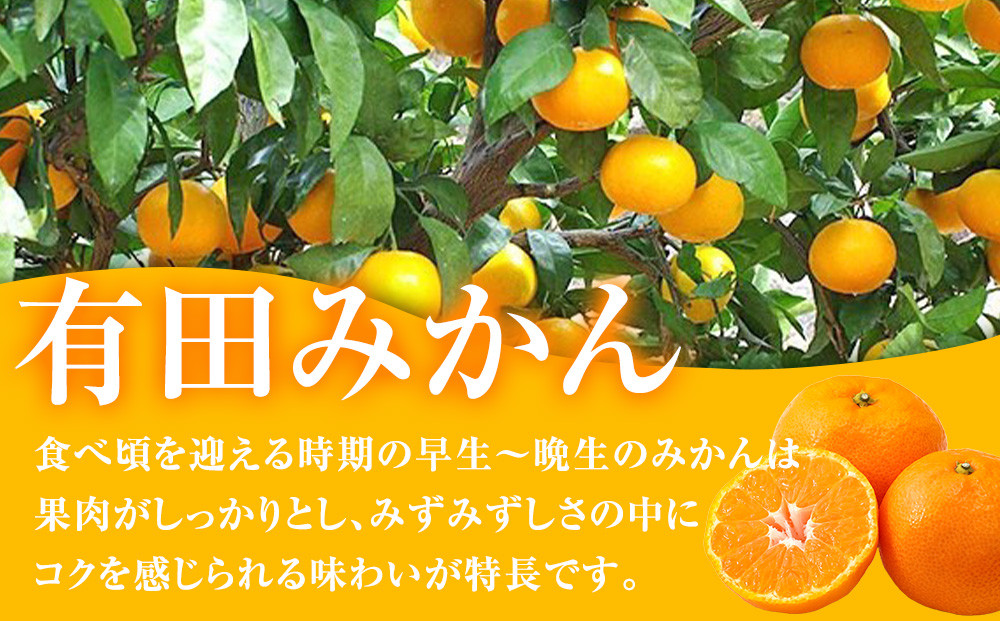 有田みかん専門店 有田の太陽®ファミリー 早生または晩生 有田みかん 9.5kg＋補償分100g 山採れ・サイズ・等級 混合