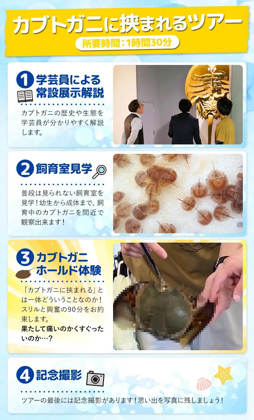 カブトガニに挟まれるツアー 記念品Tシャツ付き 1名 カブトガニ博物館