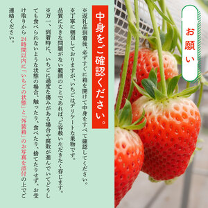 【2026年1月上旬から発送】いちご 紅ほっぺ 章姫 約1kg 苺 新鮮 美味しい 甘い おすすめ 果物 フルーツ ストロベリー