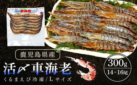 活き〆冷凍車海老　300g（Lサイズ）14～16尾入り【エビ えび 海老 車海老 くるまえび クルマエビ 冷凍 活き 新鮮 急速冷凍 海産物 天ぷら 塩焼 バーベキュー 国産 ギフト 真空パック 真空 養殖 九州産 鹿児島県 種子島 中種子町 ふるさと納税 送料無料 BF001】