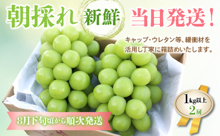 ＜2024年先行予約＞山梨県産 シャインマスカット1kg以上 2房 180-002