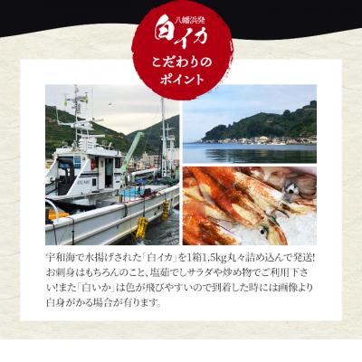 ふるさと納税 八幡浜市 【冷凍便】八幡浜発!「白イカ(剣先イカ)」ドカーンと1.5kg!【D22-217】 |  | 03