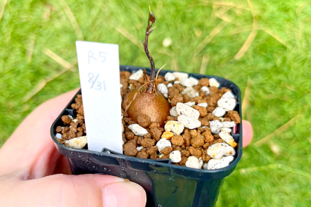 A-962 実生コーデックス(塊根植物)2鉢