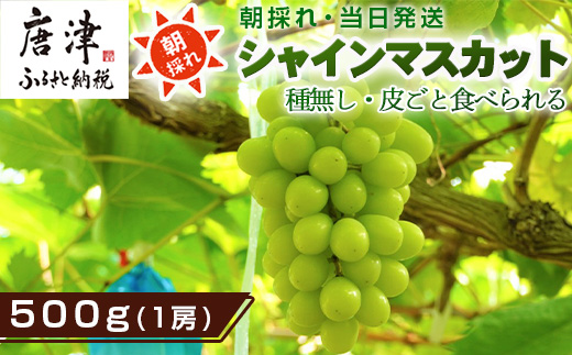 『先行予約』【令和7年9月中旬より順次発送】シャインマスカット500g 1房 葡萄 ぶどう 果物 フルーツ スイーツ
