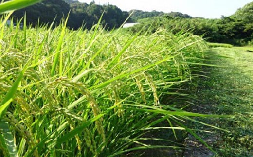 【令和6年産新米・翌営業日発送】すくも産コシヒカリ10kg　翌営業日 発送 すぐ 届く お届け 年始 白米 精米 玄米 贈答 贈り物 プレゼント 時期 指定