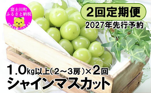 【ふるさと納税】【2027年先行予約】【2回定期便】頬張る幸福感 ～緑の宝石・シャインマスカット～ 計2kg（1.0kg以上・2～3房を2回[9月上旬・下旬]お届け）　ぶどう 葡萄 ブドウ 定期便 2回 果物 くだもの フルーツ 山梨 やまなし 富士川町 シャインマスカットだけ