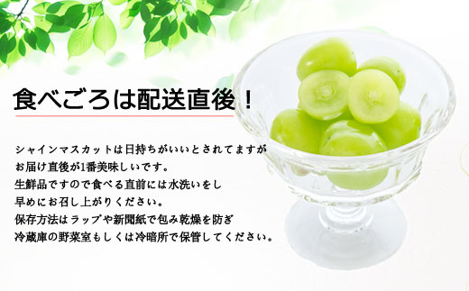 【予約】【山部ぶどう】シャインマスカット 3～4房(約2kg) 希少 ぶどう 新鮮 期間限定 皮ごと ブドウお取り寄せ 熊本県 阿蘇市