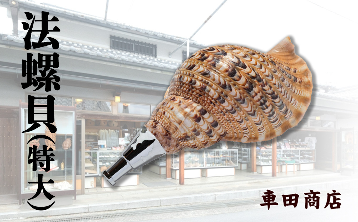 
                  法螺貝（特大）《車田商店》
                