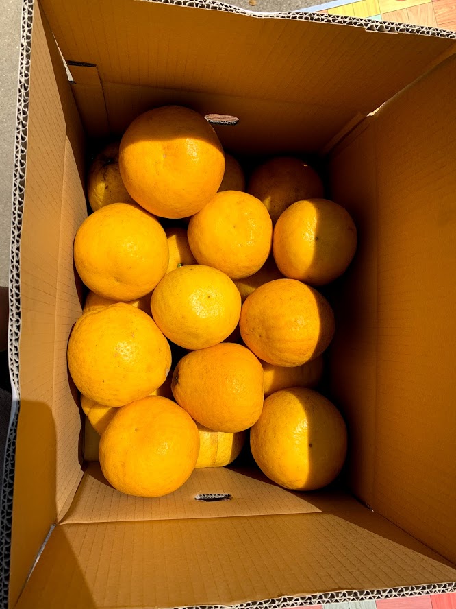 宇城市産ジューシーオレンジ 約10kg 20玉前後【吉良果樹園】【5月上旬から8月下旬発送予定】