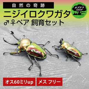 ニジイロクワガタ オスメス ペア飼育セット（オス:60ミリup / メス:フリー）【クワガタ クワガタムシ 昆虫 虫 国産 飼育 セット 夏休み 自由研究 鹿嶋市 茨城県】（KBY-13）