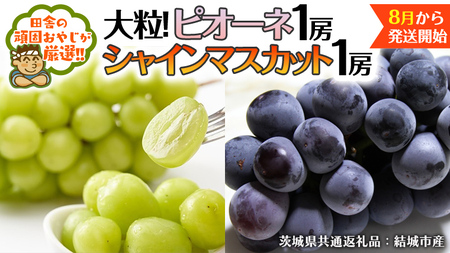 シャインマスカット と ピオーネ （各種1房ずつ） 【2025年8月より発送開始】（茨城県共通返礼品 [ぶどう]：結城市産） シャインマスカット マスカット ぶどう ブドウ 葡萄 ピオーネ 種なし 大粒 高糖度 ギフト 甘い 美味しい