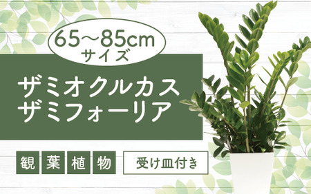 【観葉植物】ザミオクルカス ザミフォーリア65cm～85cm(Green Base/016-1741) 観葉 植物 インテリア 鉢植え 鉢植 グリーン 自然 ナチュラル 美しい 清涼感 園芸 室内 オフィス リラックス おしゃれ 鹿児島 指宿 いぶすき ザミオ 初心者 初心者向け 育てやすい インテリアグリーン 風水 ホワイト 受け皿付き 【配送不可地域：北海道・沖縄県・離島】