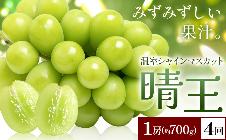 【2026年発送先行予約】シャインマスカット 温室 晴王 1房(約700g) 4回お届け シャイン マスカット《2026年7月中旬-10月中旬頃出荷》晴レ乃青果　(岡山中央卸売市場店(富士紙工 有限会社)) 送料無料 岡山県 浅口市 フルーツ 果物 岡山県産【配送不可地域あり】