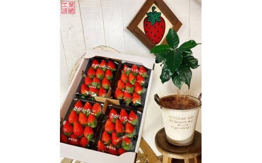 NB-5 太良町産「かおりの」ソフトパック4P 生産者直送！朝採り苺！ 太良町 かおりの 国産 佐賀県産 太良町産 いちご 苺 イチゴ 甘い 約270g × 4パック 朝採り 果肉がジューシー 糖度高め  葉隠工房 レトロカフェ