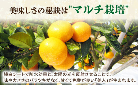 【厳しい基準をクリアしたみかん】 佐賀みかん （さが美人）5kg 【JAさが 杵島支所】[HAM086] みかん 佐賀 温州みかん さがみかん ミカン 蜜柑